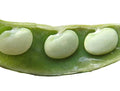 king of the Garden Lima Bean
