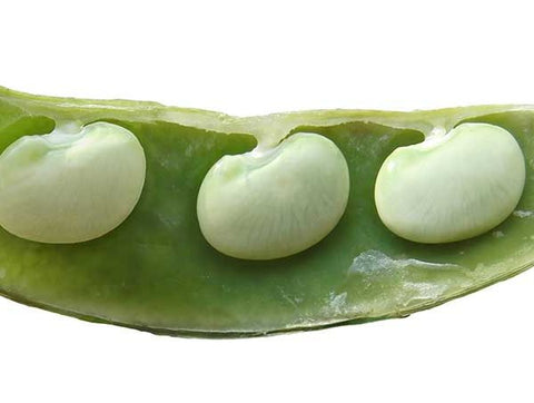 king of the Garden Lima Bean