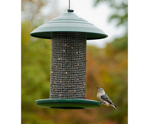 Bird on a bird feeder