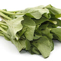 southern Giant Mustard