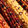 Rainbow Ornamental Corn