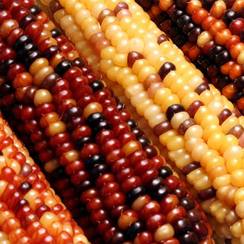 Rainbow Ornamental Corn