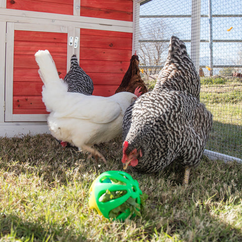 Chickens playing with peck & play ball