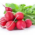 Watermelon radish vegetable seed from The Mill, showing vibrant pink and green radish roots and leafy greens in a garden setting.