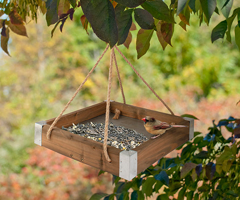 Bird Feeder