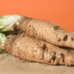 Mammoth Sandwich Salsify