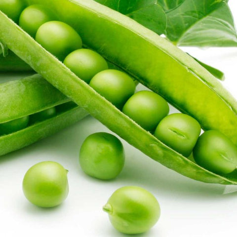Little Marvel Pea