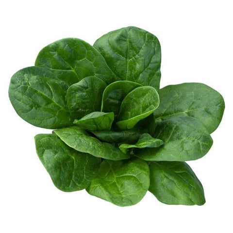 Olympia Spinach
