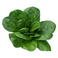 Bloomsdale Longstanding Spinach