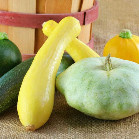 Goldrush Hybrid Zucchini