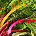 Ruby Red Swiss Chard