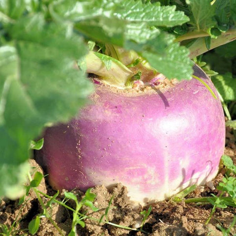 Purple Top White Globe Turnip