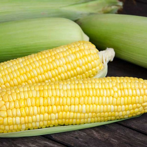 Ambrosia Corn