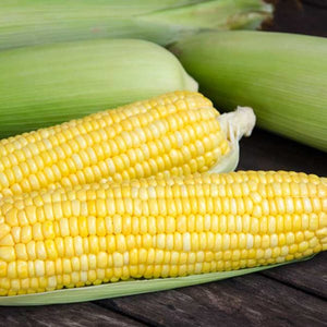 Serendipity Corn
